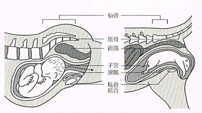 ヒトとイヌの出産の違い