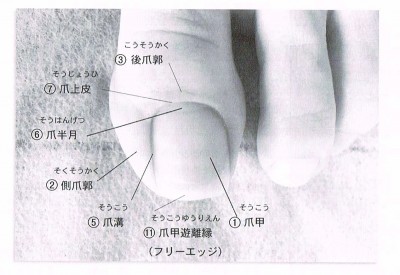 爪の構造写真