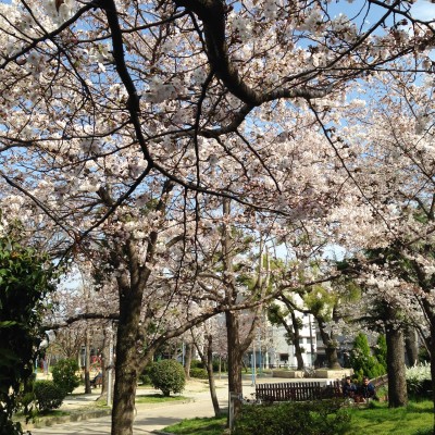 sakura