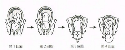 ヒトの出産回旋