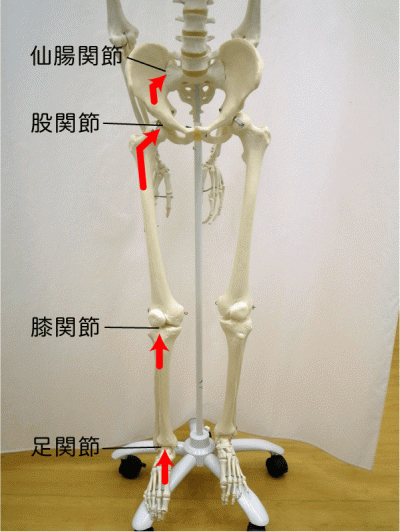 骨模型